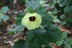 Hibiscus calyphyllus